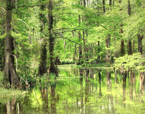 New Orleans Swamp Tours